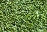Buxus_hedge