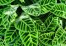 How to grow and care for Calathea