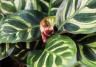 Calathea: Planten en verzorgen - Calathéa: Entretien et soins | I Love My Garden