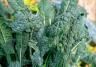 How to grow and care for Cavolo Nero
