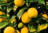 Uprawa cytryny