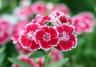 How to grow and care for Dianthus