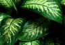 dieffenbachia