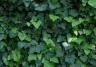 English Ivy