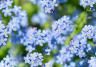 How to Grow and Care for Forget-Me-Not flowers