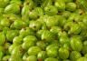 Gooseberry