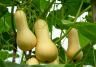 How to grow butternut squash 