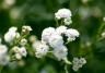 How to grow Gypsophila (Baby Breath) 