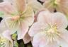 Hellebore: Planten en verzorgen - Hellebore: Plantation et entretien - Love the garden