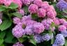 Planter et cultiver des hortensias - Planten en snoeien van hortensias- I Love My Garden