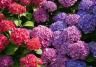 How to grow hydrangeas