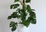 Monstera deliciosa verzorgen – Soigner Monstera deliciosa - I Love My Garden