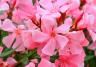 Oleander onderhouden – Maintenu oleander - I Love My Garden