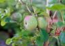 How to grow and care for an Ornamental Quince