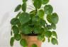 Pannenkoekenplant verzorgen - soigner pilea - Love the garden