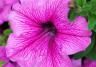 Petunia