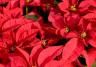 poinsettia