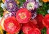 ranunculus