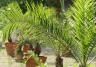Comment planter un palmier  