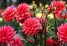 Conseils pour planter des dahlias   