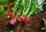 Conseils pour planter des radis