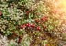 Canneberge des marais (Vaccinium oxycoccos) avant la récolte