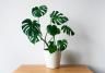 Cultiver un monstera