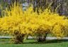 Un buisson de forsythia jaune.