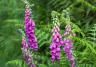 Purple foxglove flowers in a green garden. 