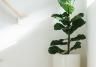 How to Grow Fiddle Leaf Figs