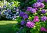 A border of purple and pink hydrangea flowers in a New Zealand garden.