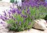 Conseils pour planter la lavande