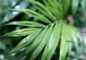 Close-up of Kentia palm leaf with water droplets.