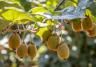 Comment planter un arbre à kiwi ou actinidier