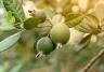 Ripe feijoa fruits on a tree. 