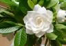 White gardenia flower surrounded by glossy green foliage