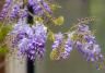 Purple Wisteria sinensis flowers with twisting stems and masses of scented flowers in hanging racemes.