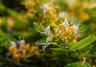 White and yellow Lonicera Japonica Caprifolium Perfoliate honeysuckle flowers. 