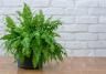 Lush green Boston fern in grey pot against white wall