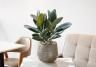 Rubber plant in a pot on the table in modern living room