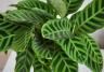 Calathea
