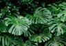 Close-up of Monstera deliciosa foliage