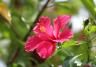 A Hibiscus rosa-sinensis with pink flowers and green leaves.