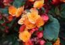 Close-up of begonia with double orange flowers and dark green leaves