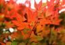 Red Japanese maple tree and maple leaves in autumn.