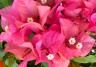 Close-up of pink flowering bougainvillea