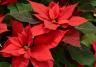 Culture du poinsettia