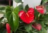 Red anthurium flowers and glossy green leaves