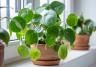 Pilea