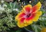 Hibiskus